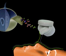 Figura 1. Bioativos retirados da casca de vegetais